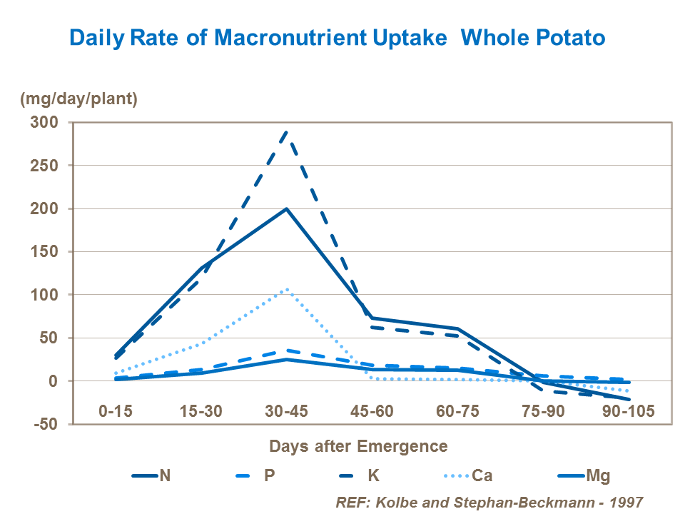 Daily rate of macronutrient uptake in potatoes