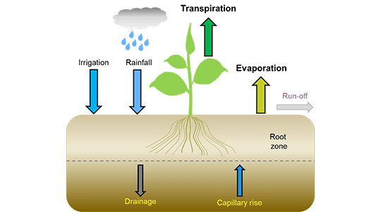 Diagram showing water loss in soil