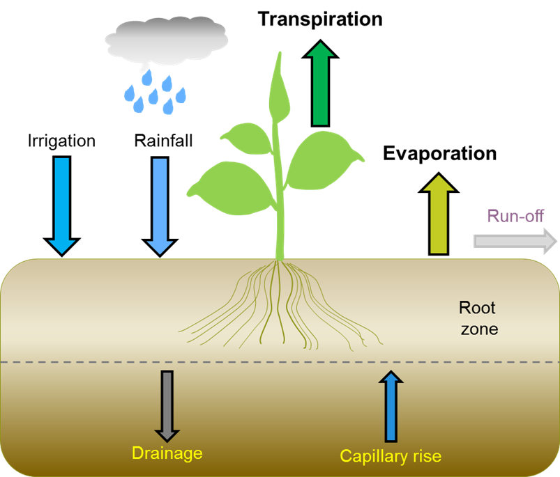 Diagram showing water loss in soil