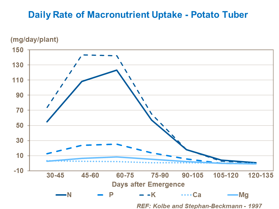 Daily rate of macronutrient uptake in potato tubers