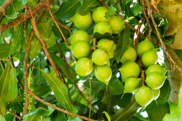 An Integrated Approach To Crop Nutrition In Macadamias 